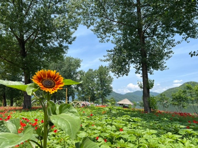 자라섬